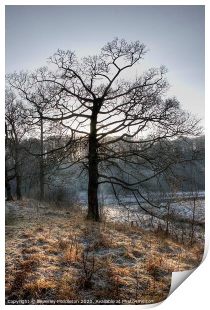 Frosty Morning Tree Print by Beverley Middleton