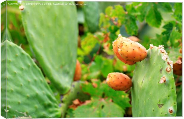 Fruits of an orange ripe sweet cactus prickly pear cactuson a young light green plant. Canvas Print by Sergii Petruk