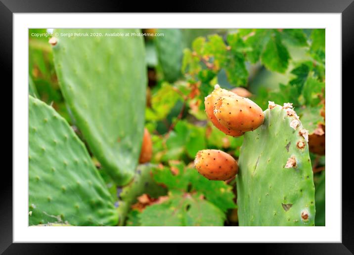 Fruits of an orange ripe sweet cactus prickly pear cactuson a young light green plant. Framed Mounted Print by Sergii Petruk