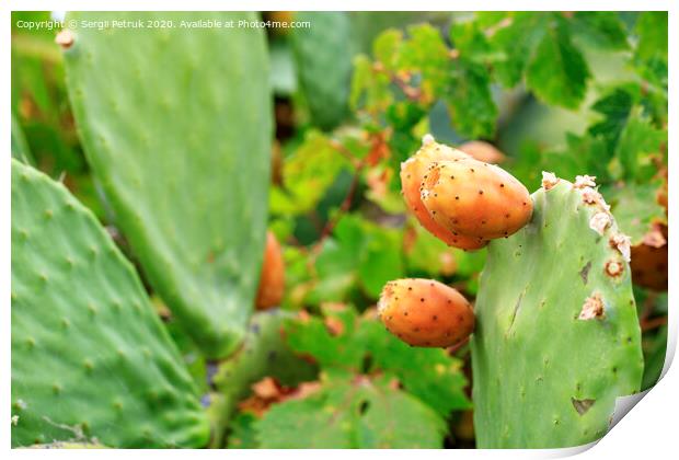 Fruits of an orange ripe sweet cactus prickly pear cactuson a young light green plant. Print by Sergii Petruk