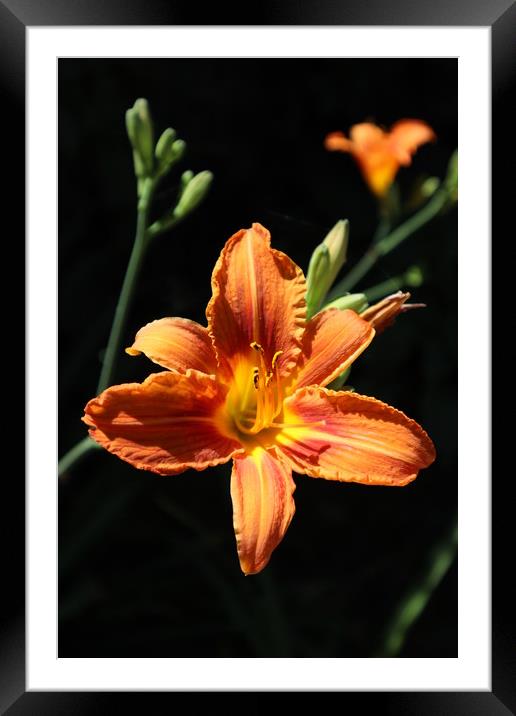 beautiful orange Lily flower on black background Framed Mounted Print by Karina Osipova