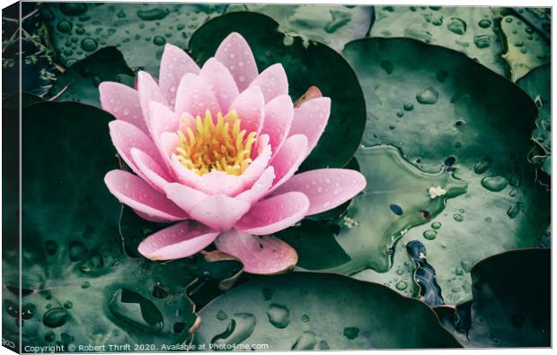 Rainy day water lily Canvas Print by Robert Thrift