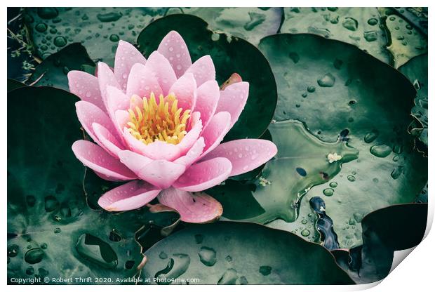 Rainy day water lily Print by Robert Thrift