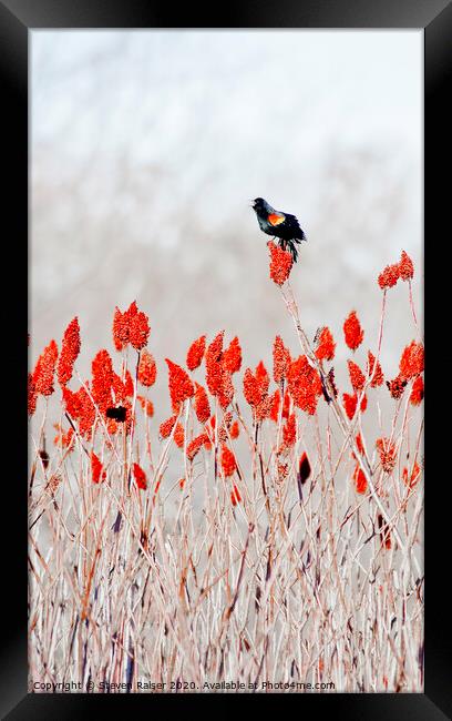 Rred-winged blackbird on sumac Framed Print by Steven Ralser