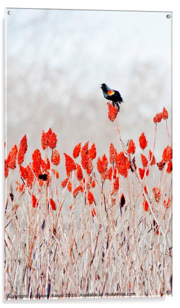 Rred-winged blackbird on sumac Acrylic by Steven Ralser