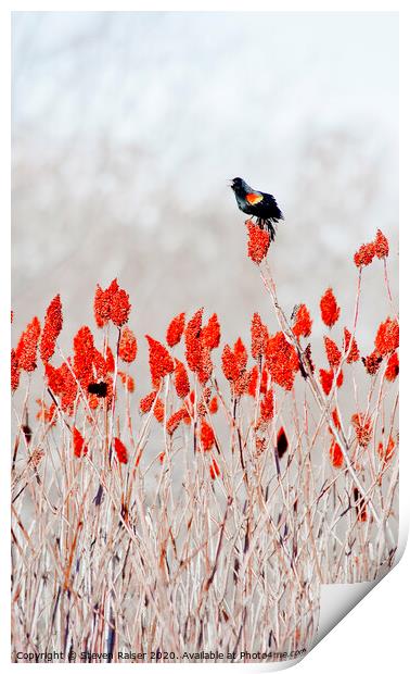 Rred-winged blackbird on sumac Print by Steven Ralser