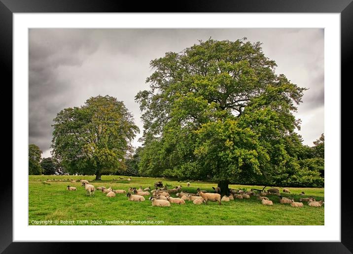 Grazing sheep, Yorkshire Framed Mounted Print by Robert Thrift