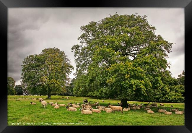 Grazing sheep, Yorkshire Framed Print by Robert Thrift