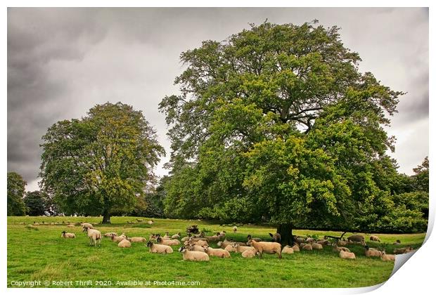 Grazing sheep, Yorkshire Print by Robert Thrift