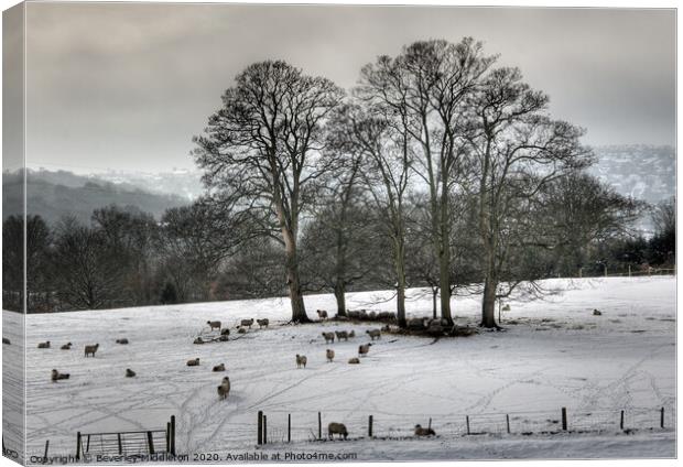 Winter in Wharfedale Canvas Print by Beverley Middleton