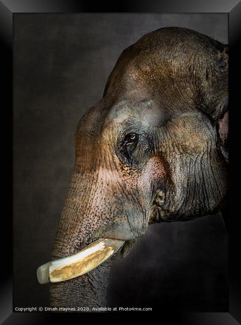 Thai Rescue Elephant Framed Print by Dinah Haynes