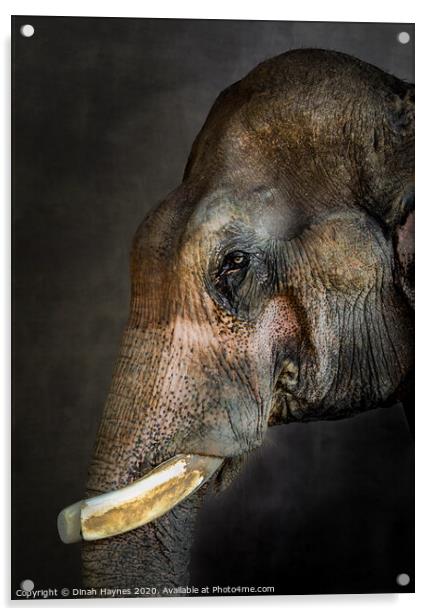 Thai Rescue Elephant Acrylic by Dinah Haynes