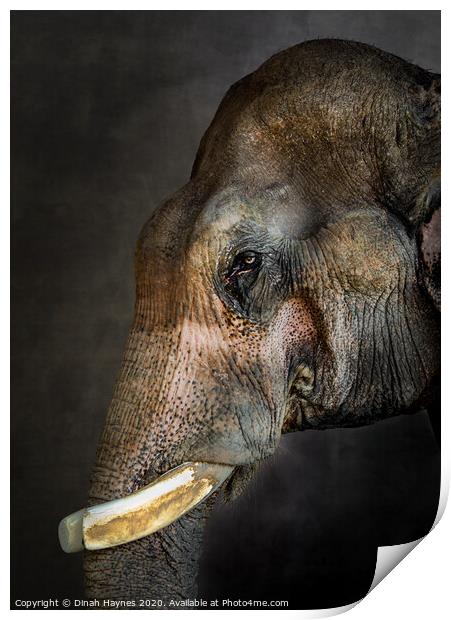 Thai Rescue Elephant Print by Dinah Haynes