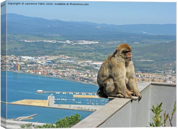 Barbary Ape Above Gibraltar Harbour Canvas Print by Laurence Tobin