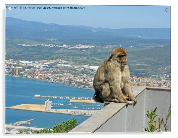 Barbary Ape Above Gibraltar Harbour Acrylic by Laurence Tobin