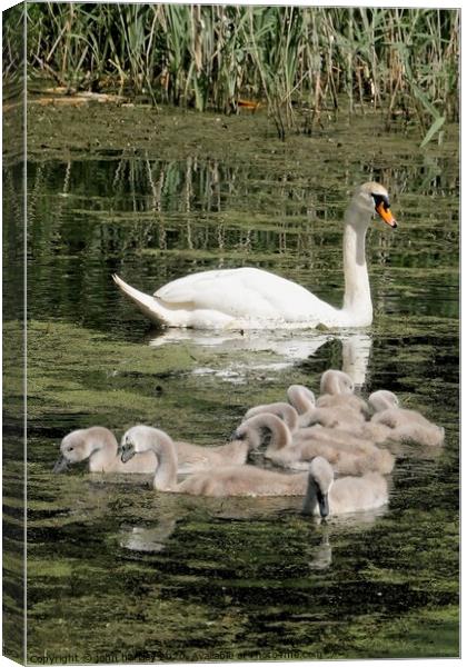 Mother Swan and her Brood of Cygnets Canvas Print by john hartley