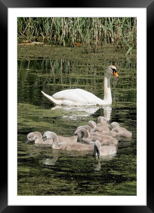 Mother Swan and her Brood of Cygnets Framed Mounted Print by john hartley