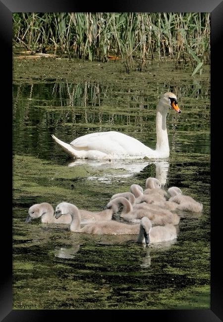 Mother Swan and her Brood of Cygnets Framed Print by john hartley