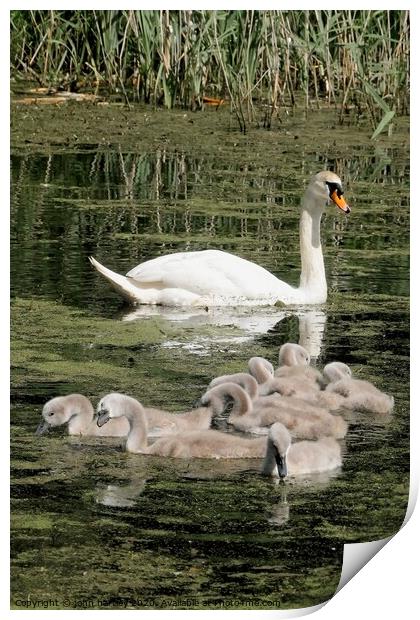 Mother Swan and her Brood of Cygnets Print by john hartley