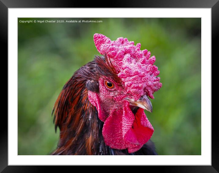 Red Rooster Framed Mounted Print by Nigel Chester