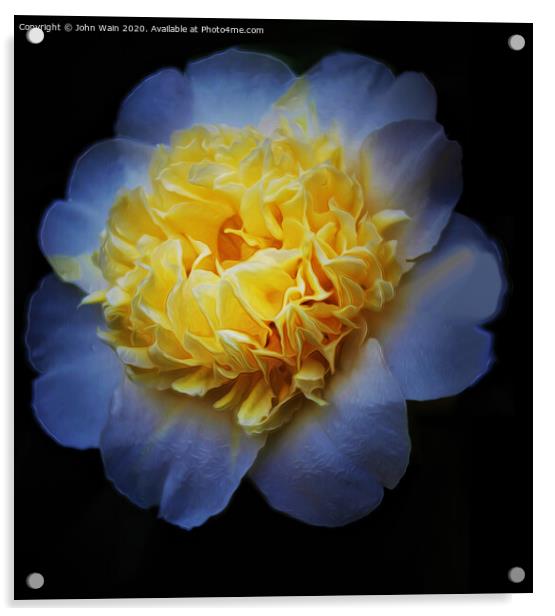 White Camellia (Digital Art) Acrylic by John Wain