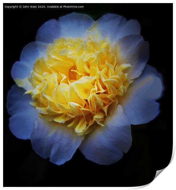 White Camellia (Digital Art) Print by John Wain