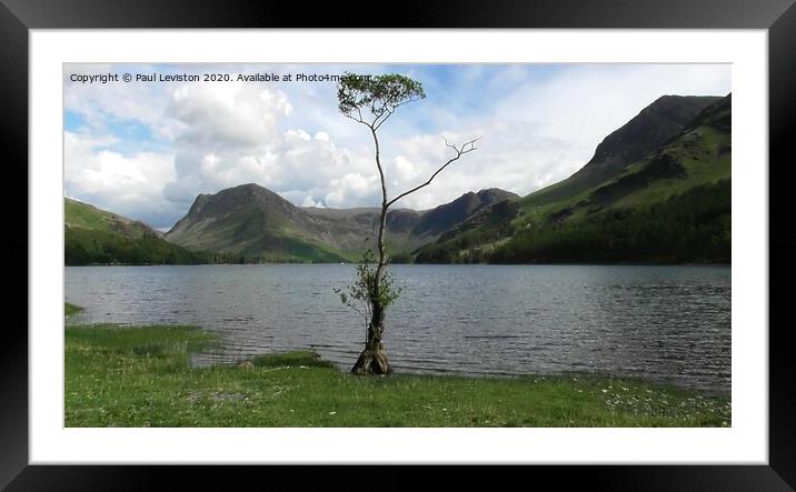 Buttermere Lone Tree Framed Mounted Print by Paul Leviston