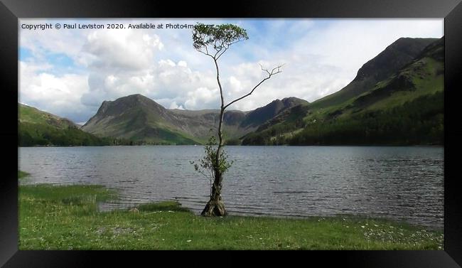 Buttermere Lone Tree Framed Print by Paul Leviston