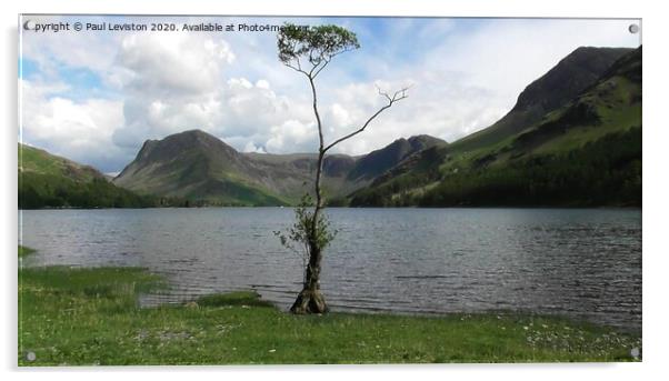 Buttermere Lone Tree Acrylic by Paul Leviston