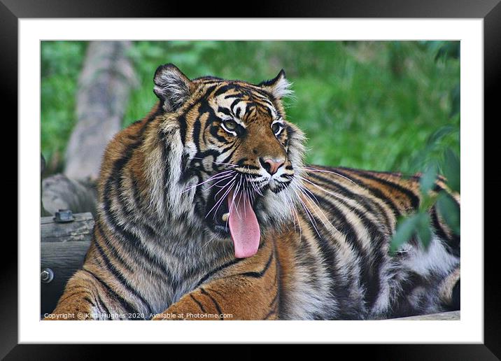 Yawning Tigress Framed Mounted Print by Kara Hughes