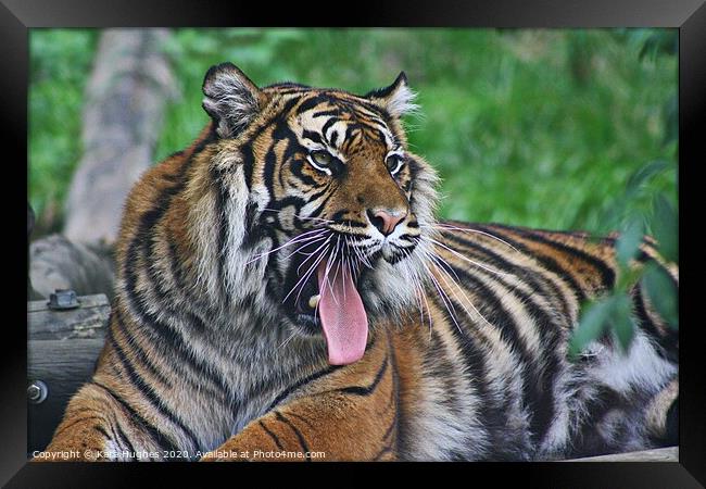 Yawning Tigress Framed Print by Kara Hughes