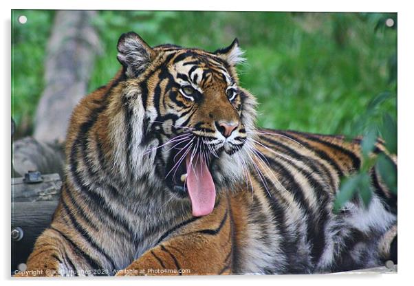 Yawning Tigress Acrylic by Kara Hughes