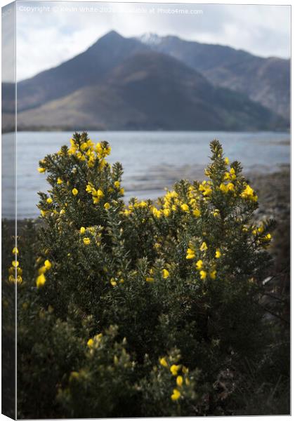 Wild mountain flowers Canvas Print by Kevin White