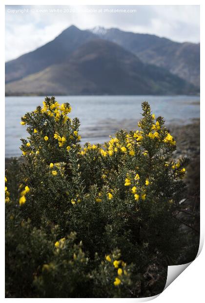 Wild mountain flowers Print by Kevin White