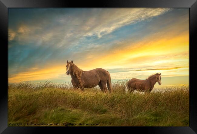 Brecon Ponies Framed Print by Emma Woodhouse
