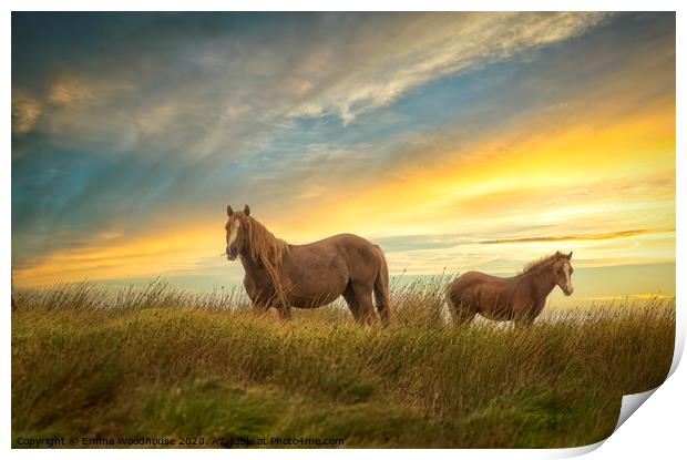Brecon Ponies Print by Emma Woodhouse