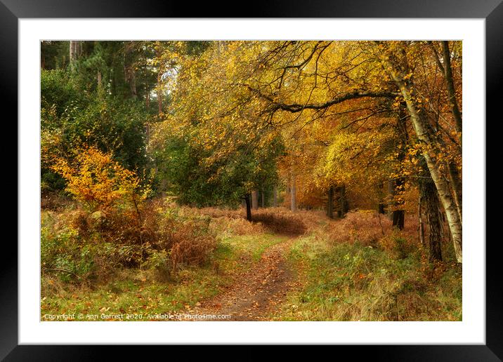 Autumn Glow On The Chase 3 Framed Mounted Print by Ann Garrett