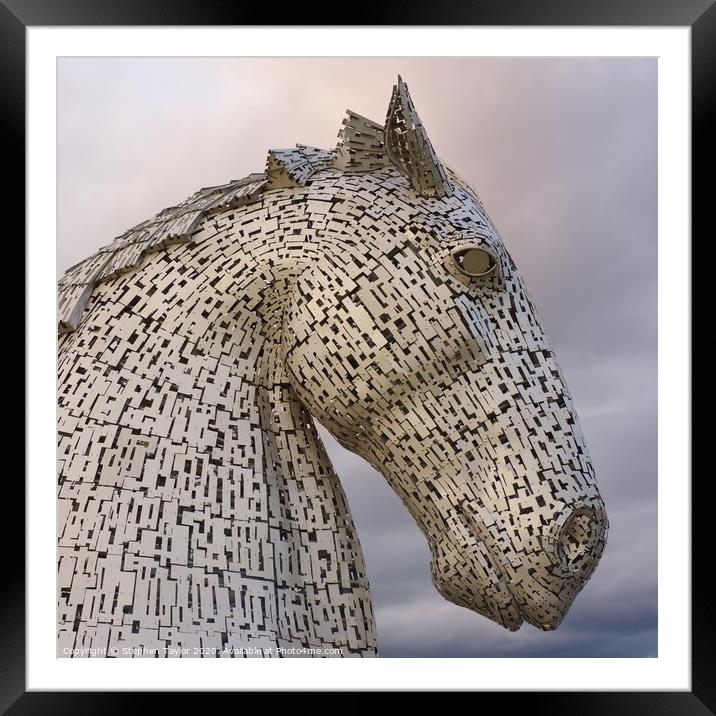 A Kelpie Framed Mounted Print by Stephen Taylor