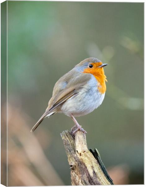 The Majestic Robin Canvas Print by Tommy Dickson