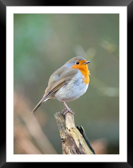 The Majestic Robin Framed Mounted Print by Tommy Dickson