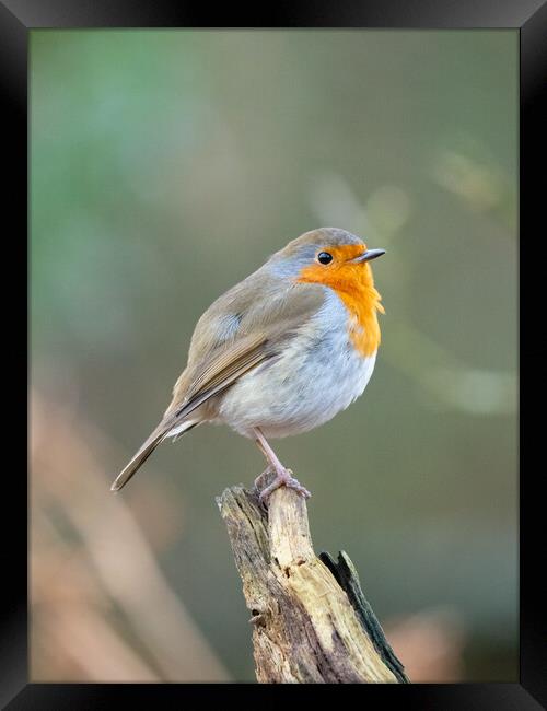 The Majestic Robin Framed Print by Tommy Dickson