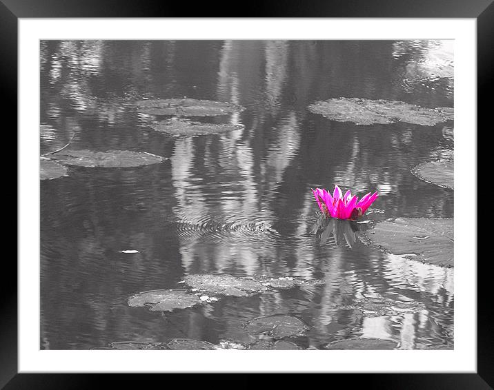 lotus Framed Mounted Print by Ashley lakra