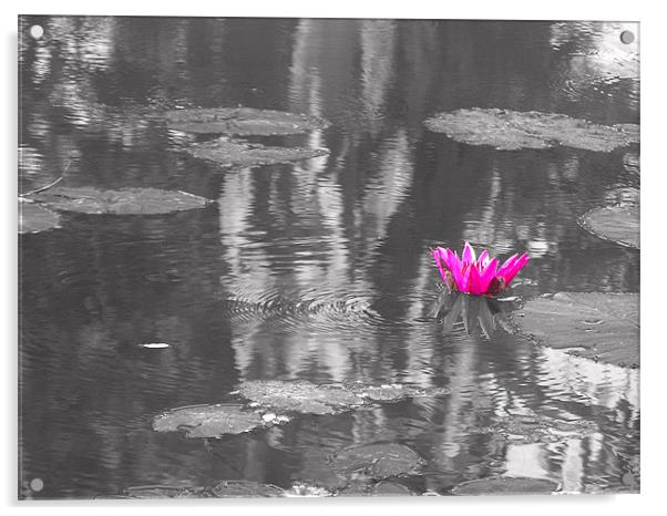lotus Acrylic by Ashley lakra