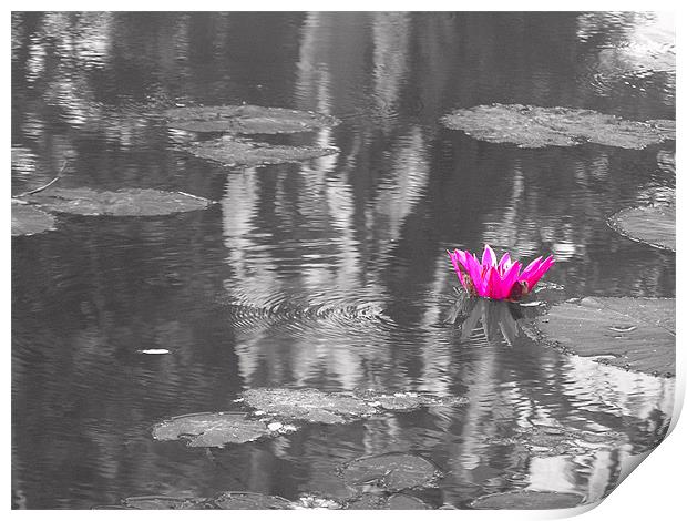 lotus Print by Ashley lakra