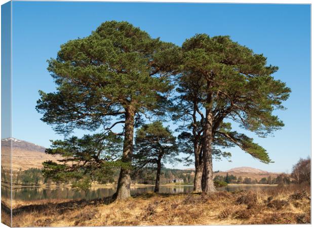 Scots Pines. Canvas Print by Tommy Dickson