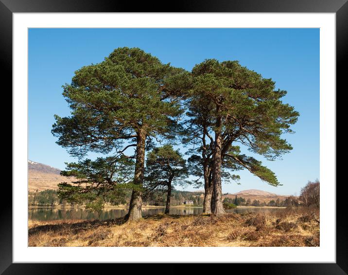 Scots Pines. Framed Mounted Print by Tommy Dickson