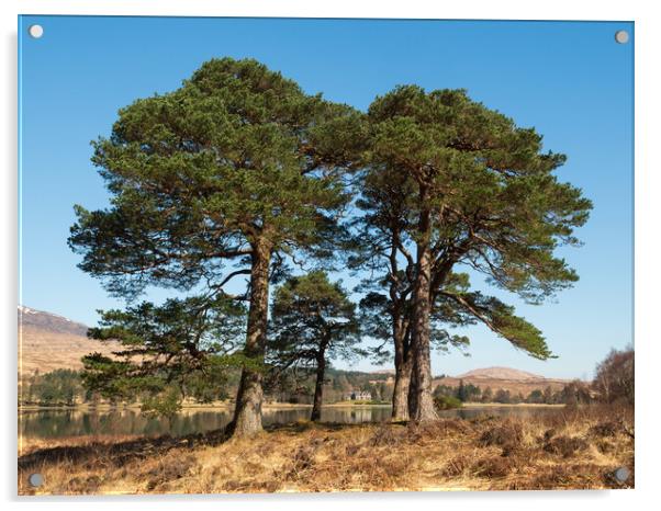 Scots Pines. Acrylic by Tommy Dickson