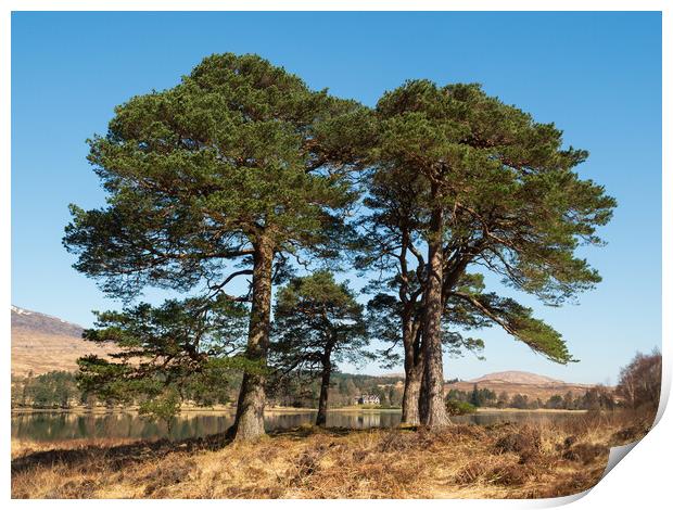 Scots Pines. Print by Tommy Dickson