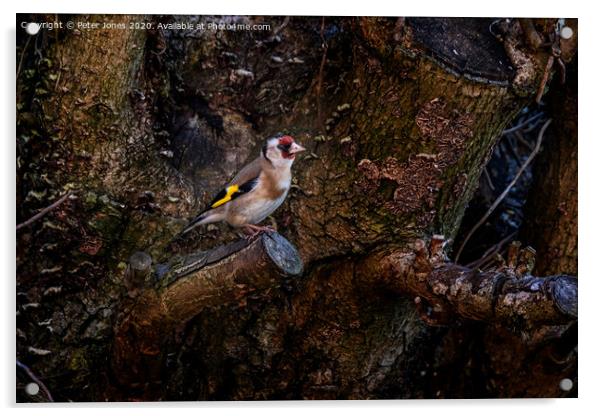 Goldfinch Acrylic by Peter Jones