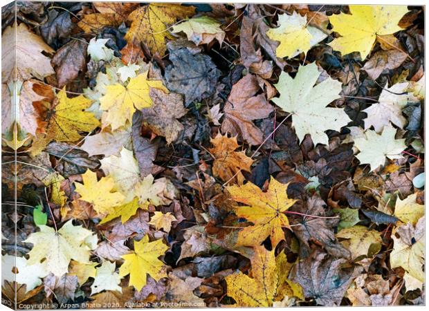 Abstract background leaves pattern ,colorful fallen leaves in fall before winter. Canvas Print by Arpan Bhatia